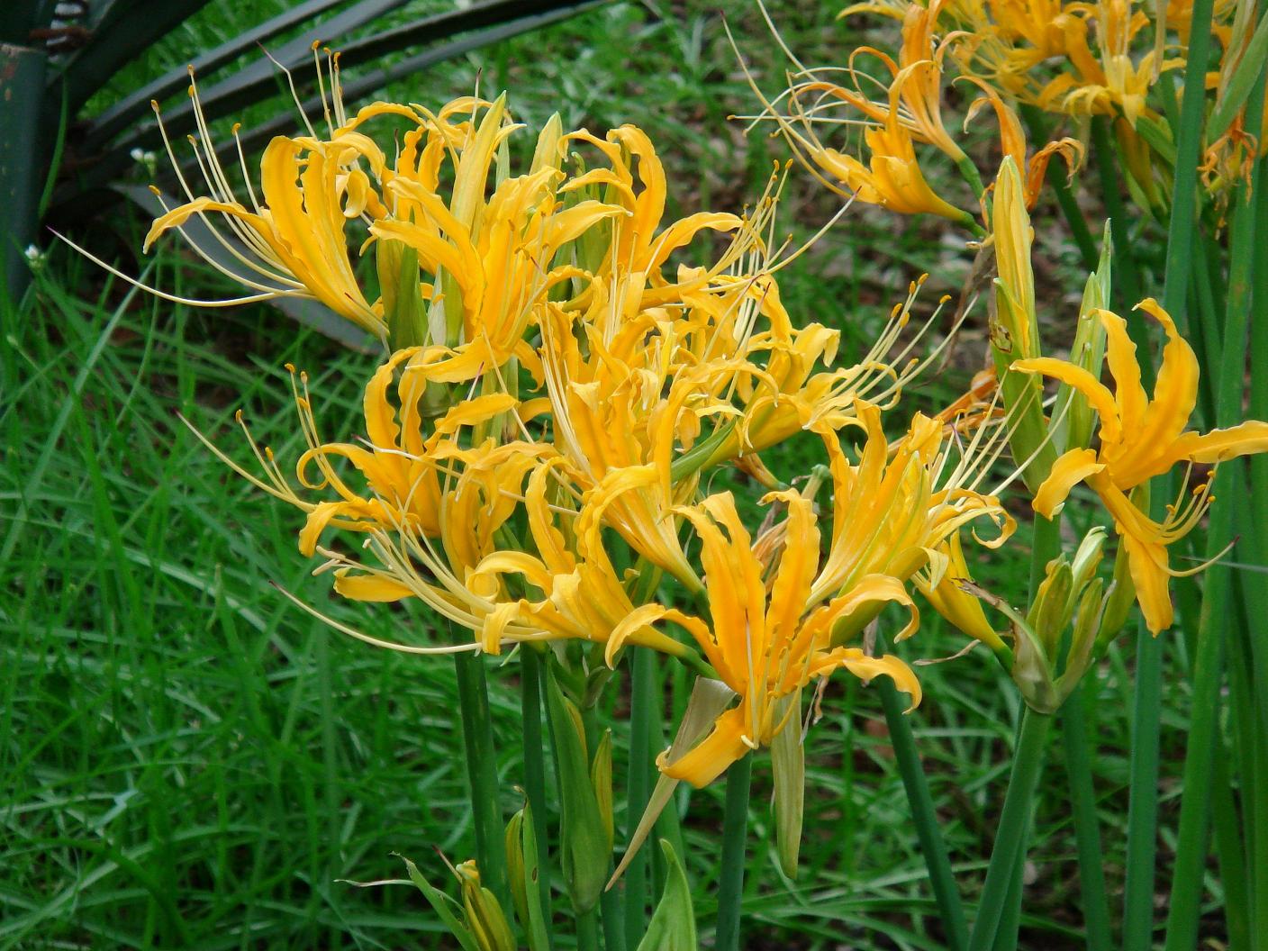 Lycoris aurea (L'Heritier) Herbert